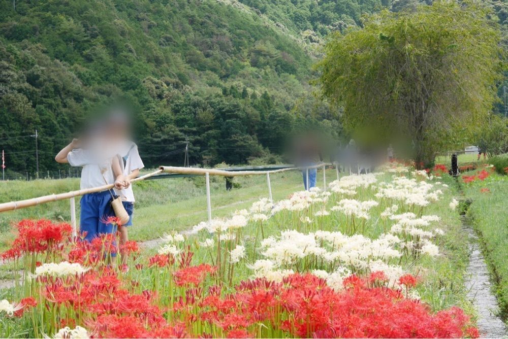 フラミンゴさんが投稿した間子の曼珠沙華（彼岸花）に関する口コミの画像