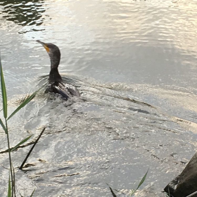こまささんが投稿した古川親水公園に関する口コミの画像
