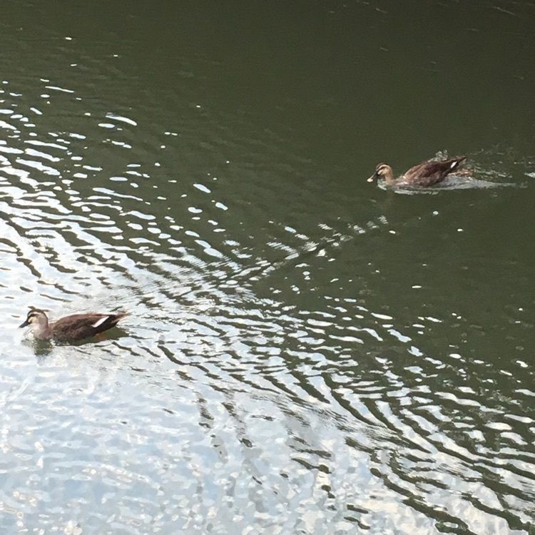 こまささんが投稿した古川親水公園に関する口コミの画像