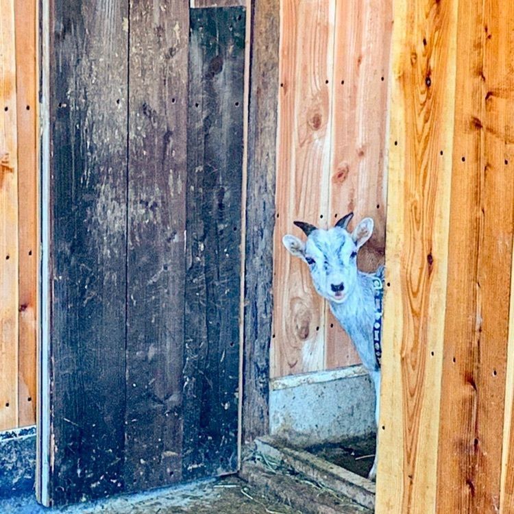 jucocoさんが投稿した那須サファリパークに関する口コミの画像