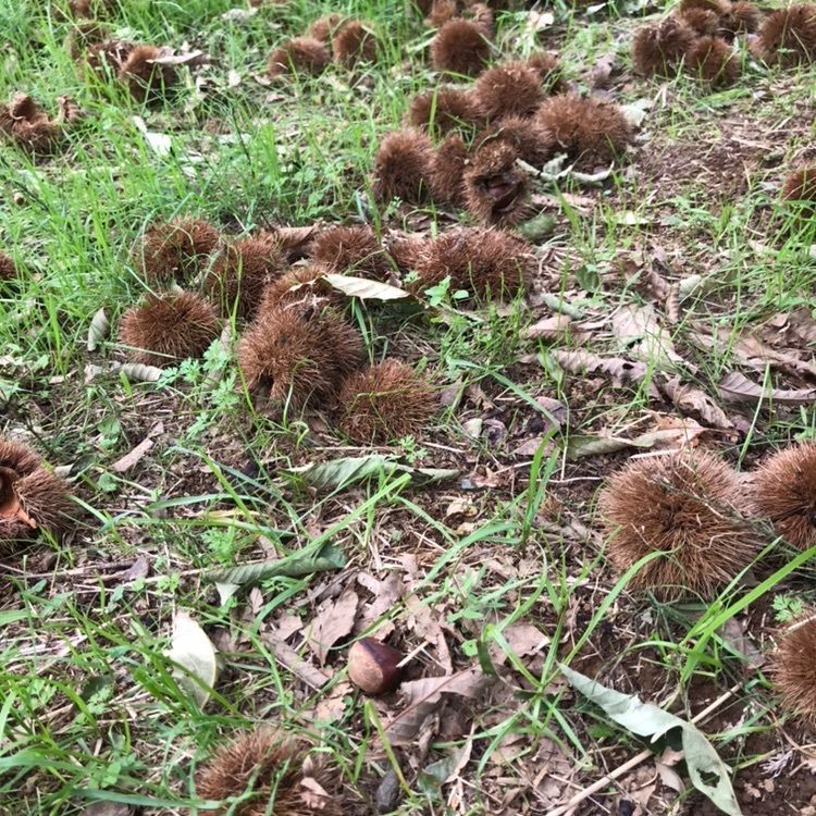 ピロピロ♂さんが投稿した小美玉市希望ヶ丘公園に関する口コミの画像