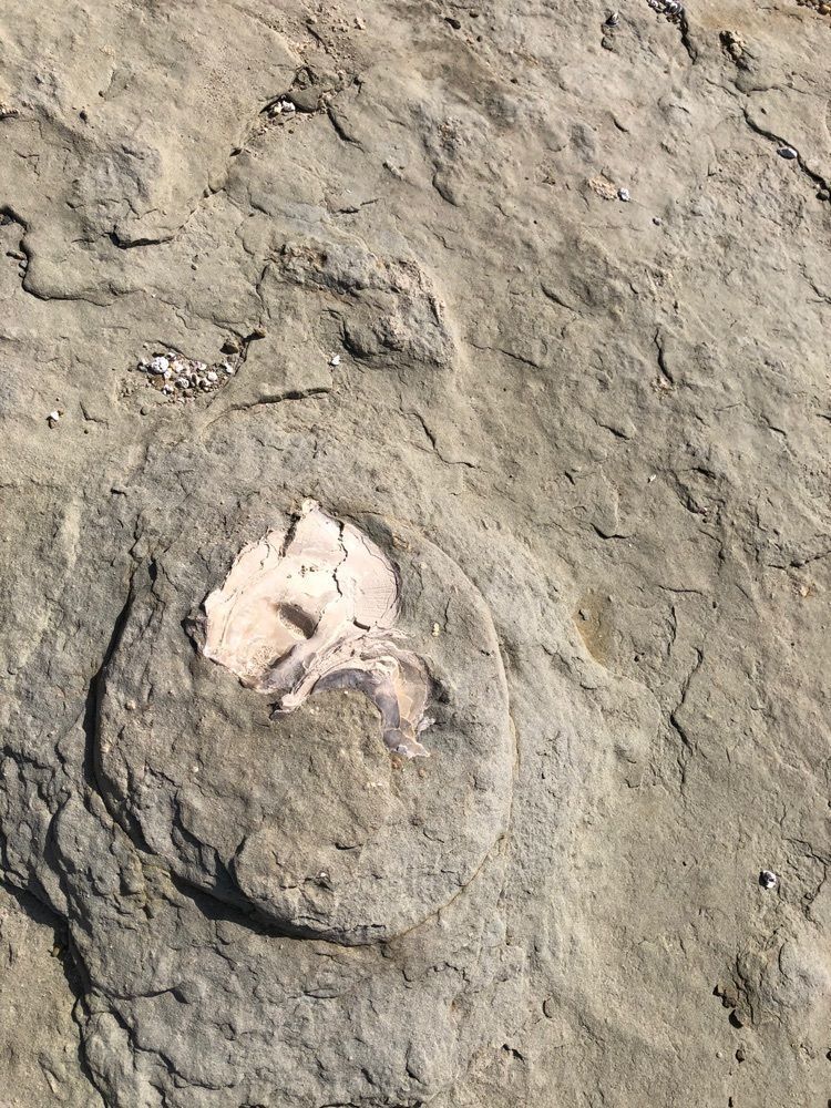 白たぬきさんが投稿した石見畳ヶ浦に関する口コミの画像