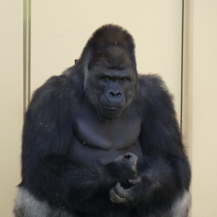 #動物園 #東山動物園 #名古屋 #ゴリラ #はじめての投稿