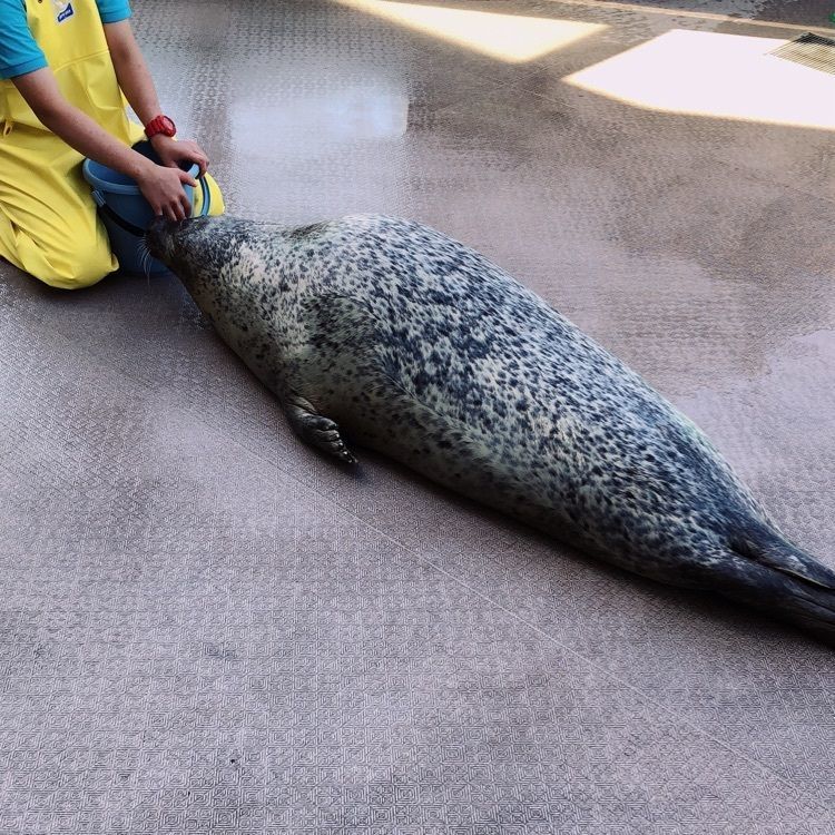 mimiさんが投稿した宮島水族館 みやじマリンに関する口コミの画像