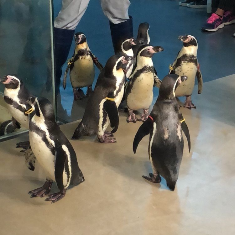 mimiさんが投稿した宮島水族館 みやじマリンに関する口コミの画像