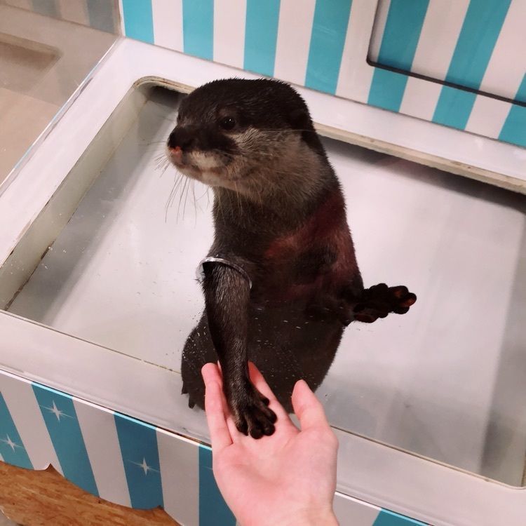 mimiさんが投稿した宮島水族館 みやじマリンに関する口コミの画像