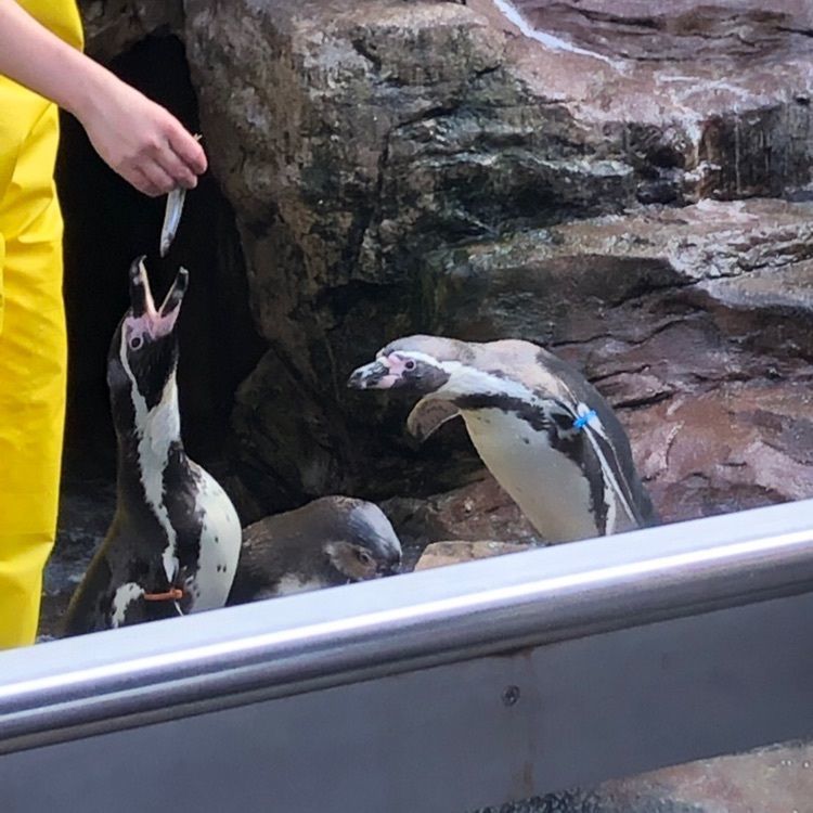 mimiさんが投稿した宮島水族館 みやじマリンに関する口コミの画像