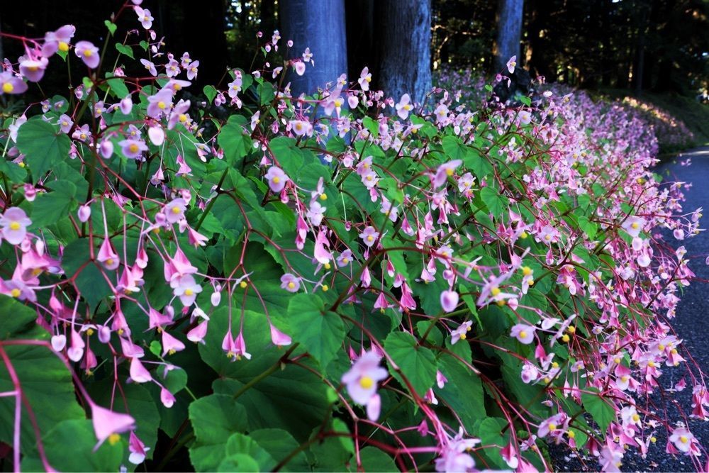 まさまさ　さまさんが投稿した寺山観音寺に関する口コミの画像