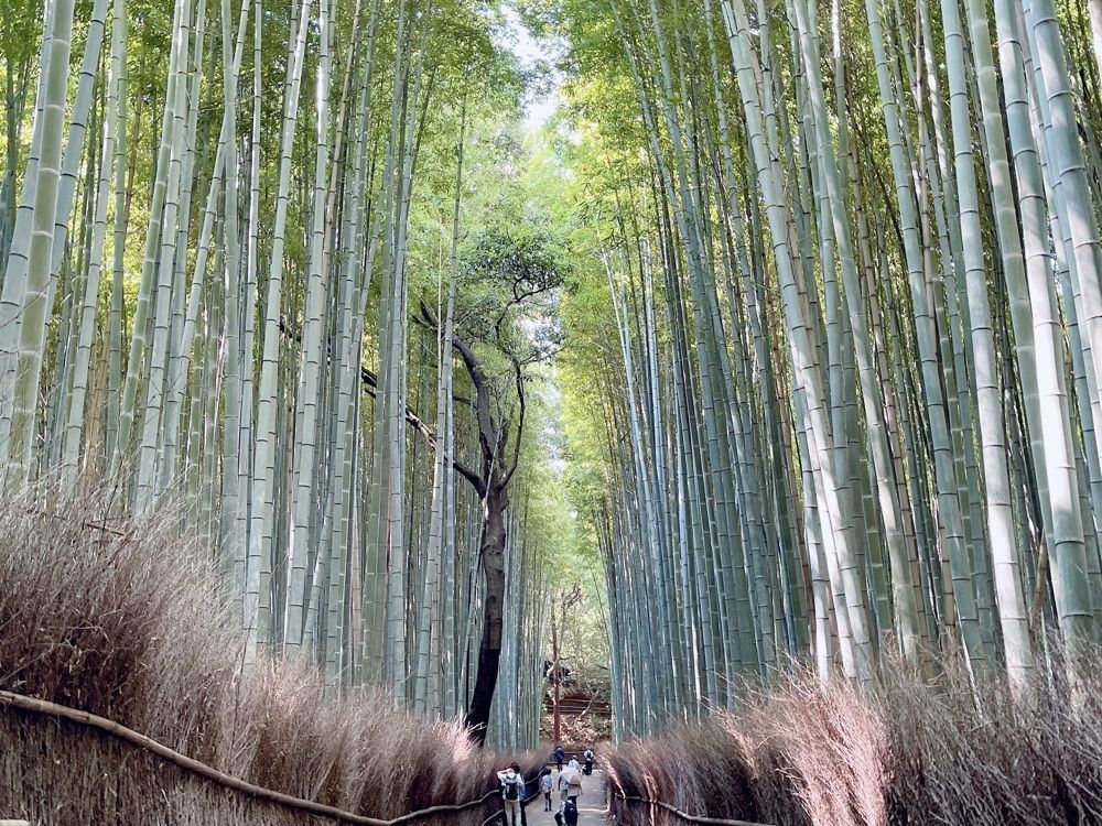 ぺたこ♡さんが投稿したトロッコ嵐山駅に関する口コミの画像