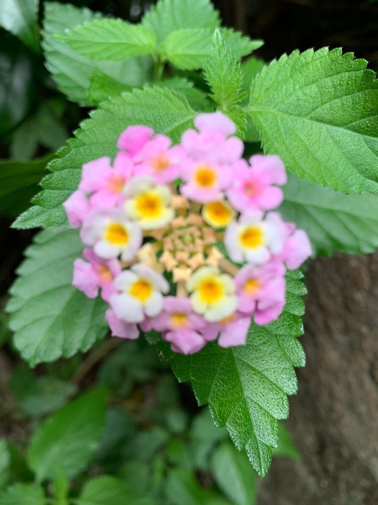 blossom&C7さんが投稿した浄土宗浄安寺に関する口コミの画像