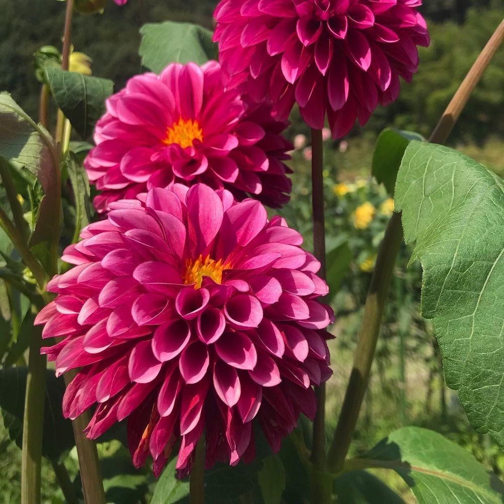 ruujunさんが投稿した黒川ダリヤ園に関する口コミの画像