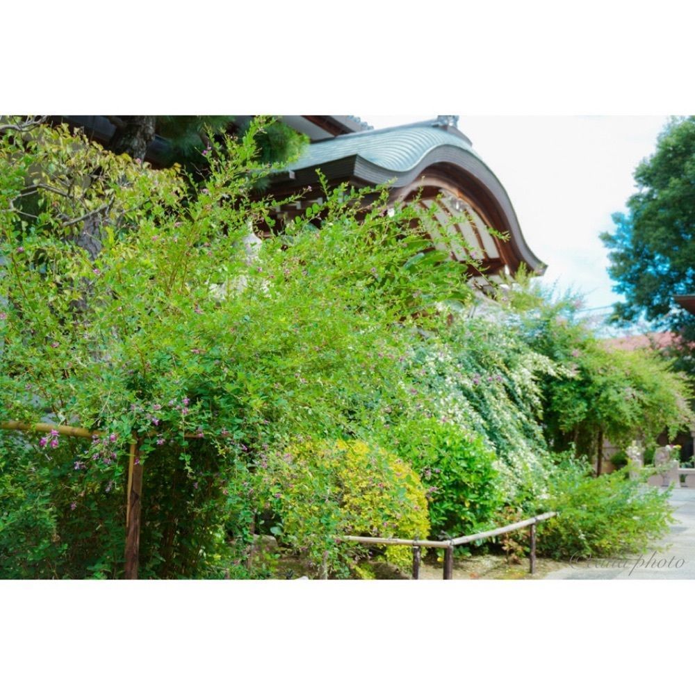 urban_garden_243aさんが投稿した東光院萩の寺に関する口コミの画像
