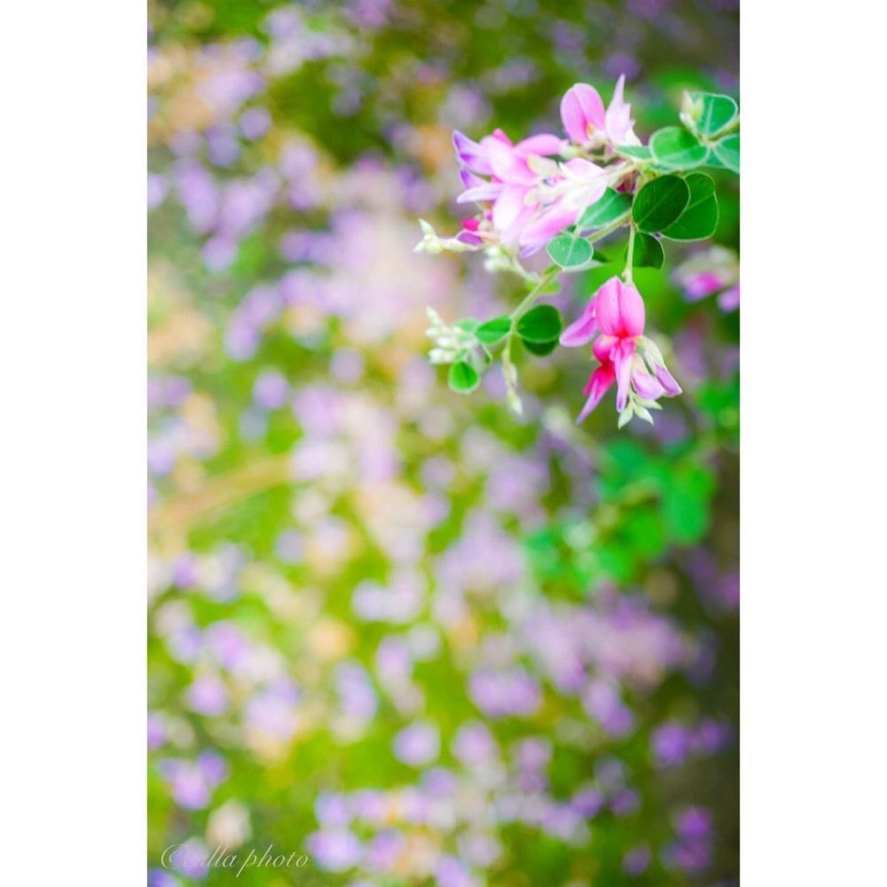 urban_garden_243aさんが投稿した東光院萩の寺に関する口コミの画像