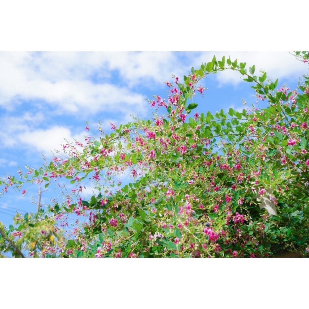 urban_garden_243aさんが投稿した東光院萩の寺に関する口コミの画像