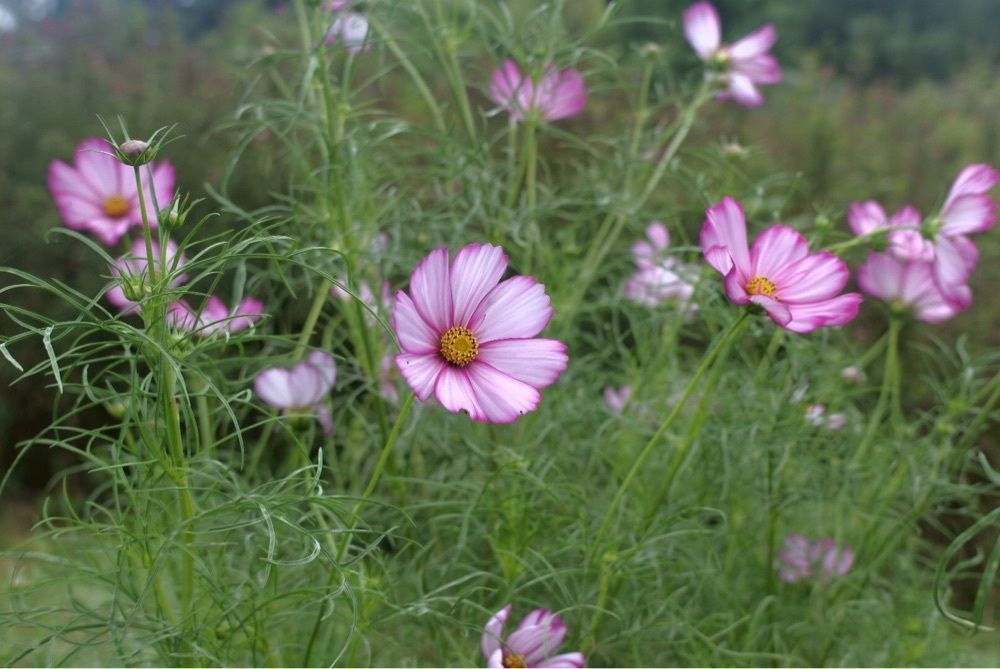 花❁⃘華  さんが投稿した伊予市に関する口コミの画像