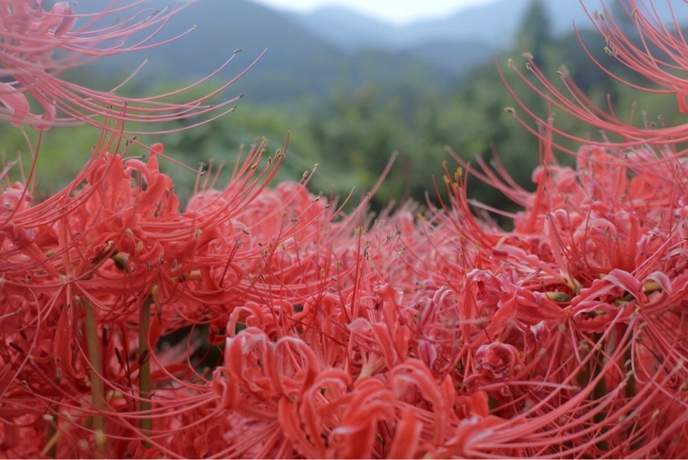 花❁⃘華  さんが投稿した伊予市に関する口コミの画像