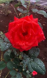 岩本山公園 3枚目