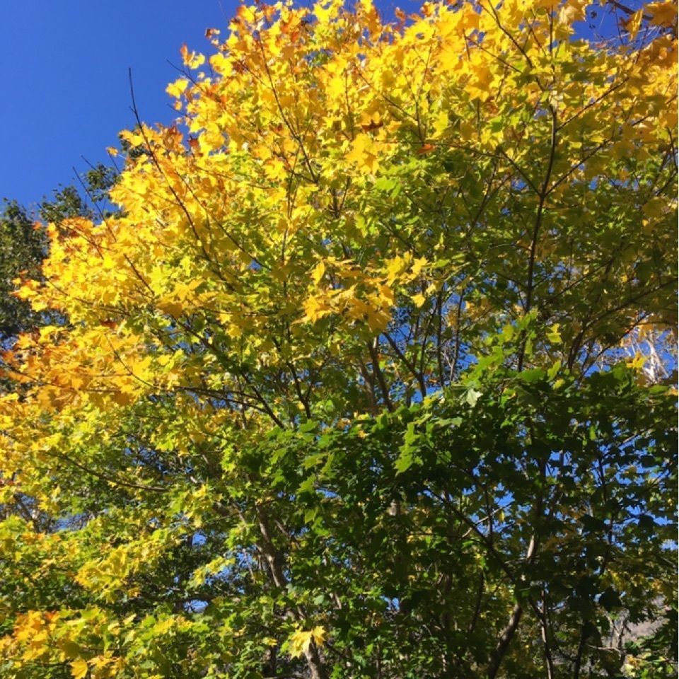 yoshiさんが投稿したオコタンペ湖に関する口コミの画像