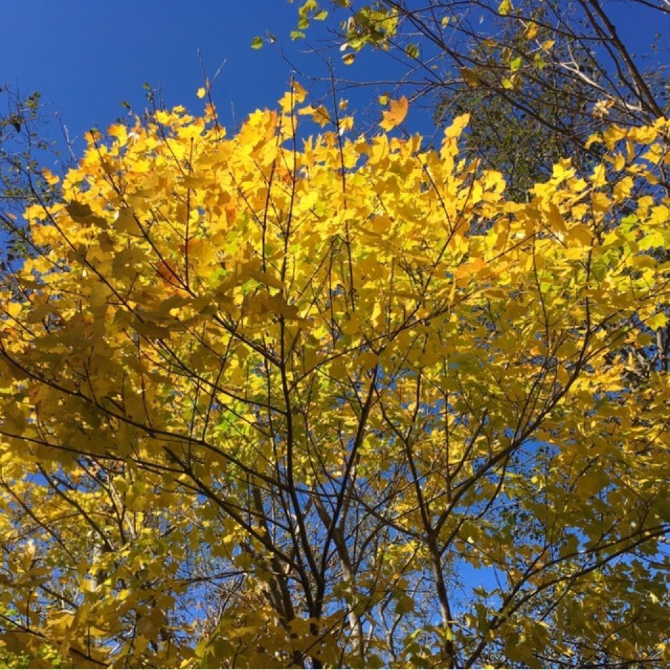 yoshiさんが投稿したオコタンペ湖に関する口コミの画像