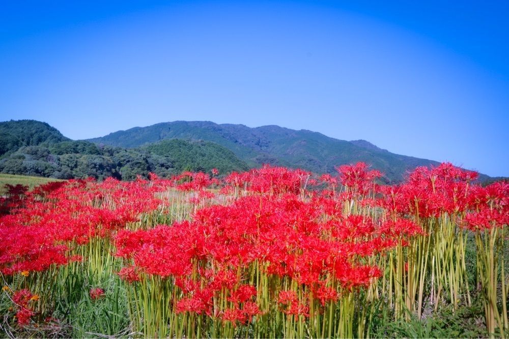 satomi24さんが投稿した菩提寺（奈良県御所市）に関する口コミの画像