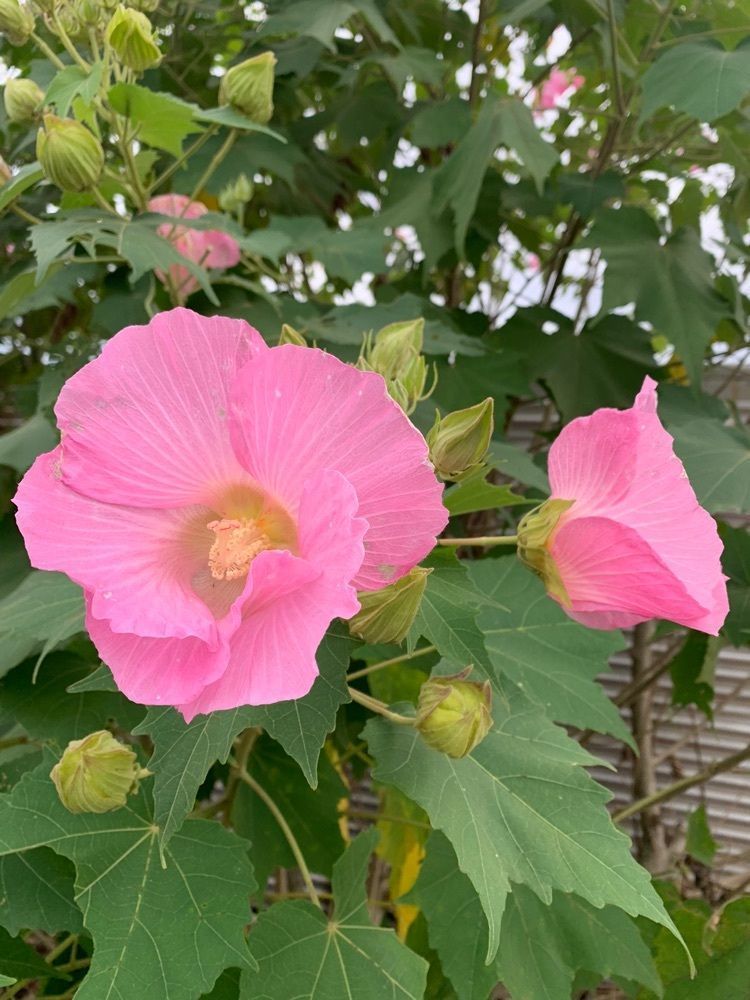 blossom&C7さんが投稿したテクノパンに関する口コミの画像