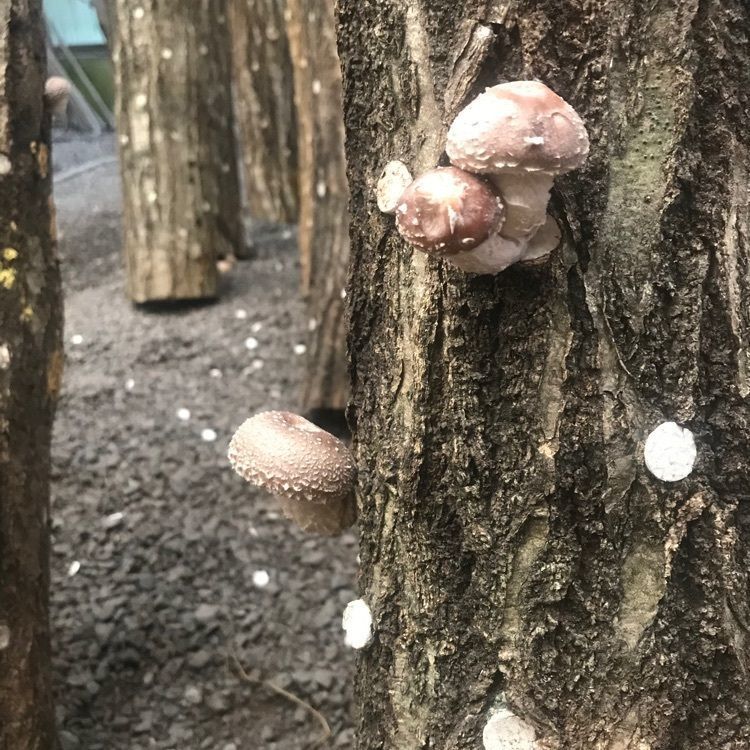 kayoooooさんが投稿した高槻しいたけセンターに関する口コミの画像