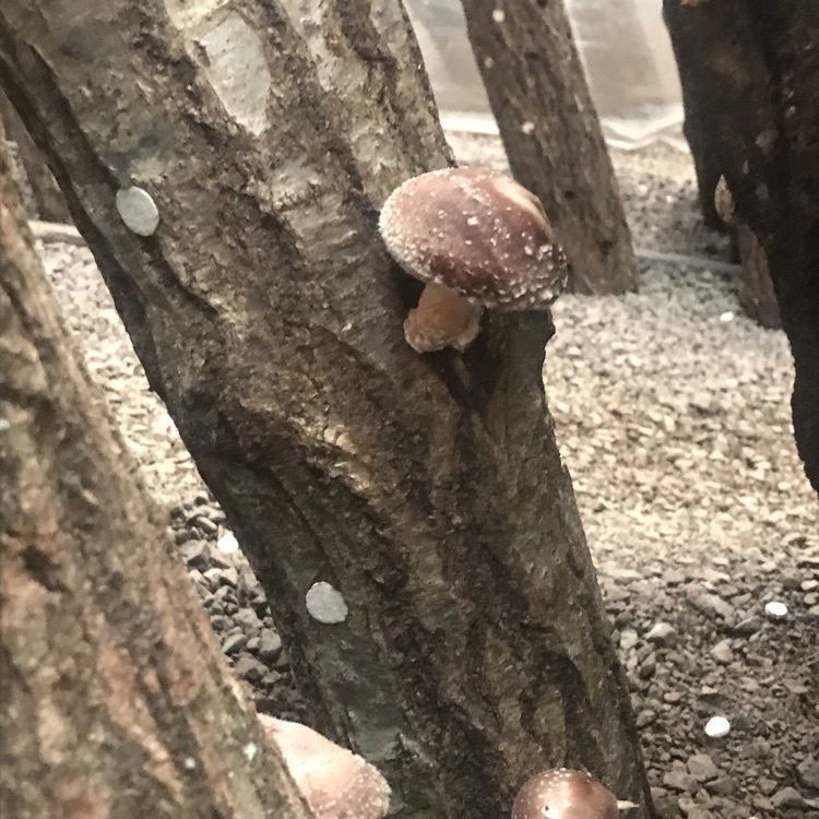 kayoooooさんが投稿した高槻しいたけセンターに関する口コミの画像
