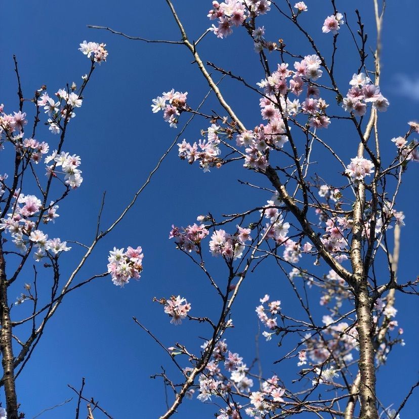 chokonさんが投稿した老の山公園／さくらに関する口コミの画像