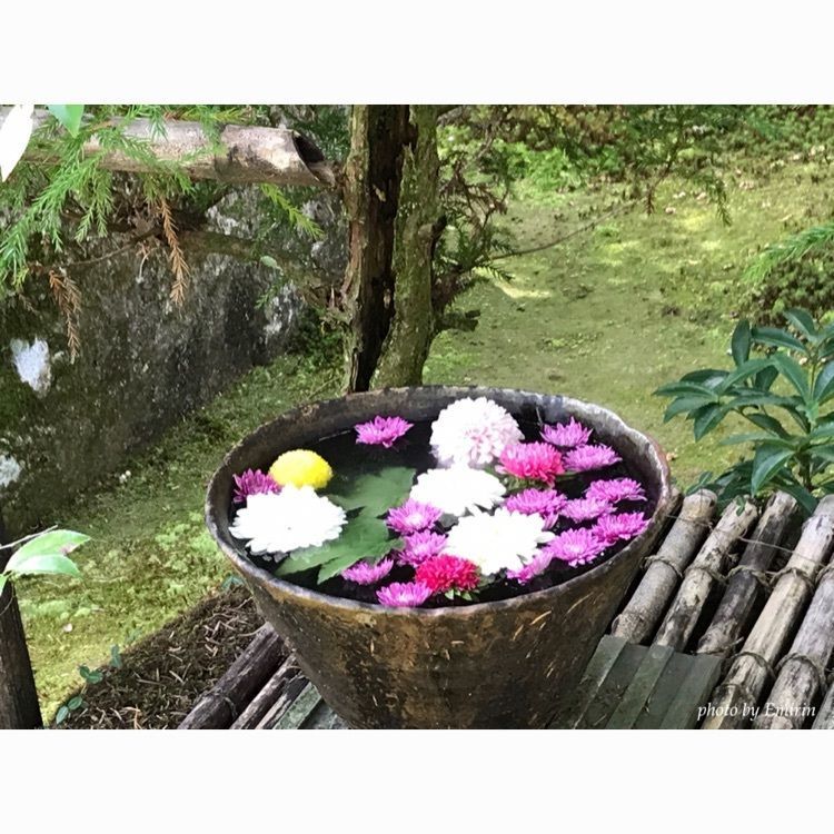 えみりんの画像
