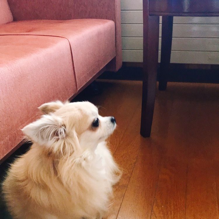 Tomocoさんが投稿した奥志賀高原ホテルに関する口コミの画像