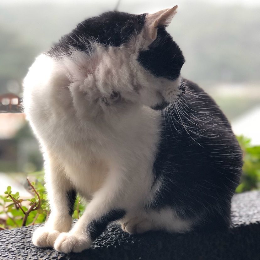 あやのんさんが投稿した猫村に関する口コミの画像
