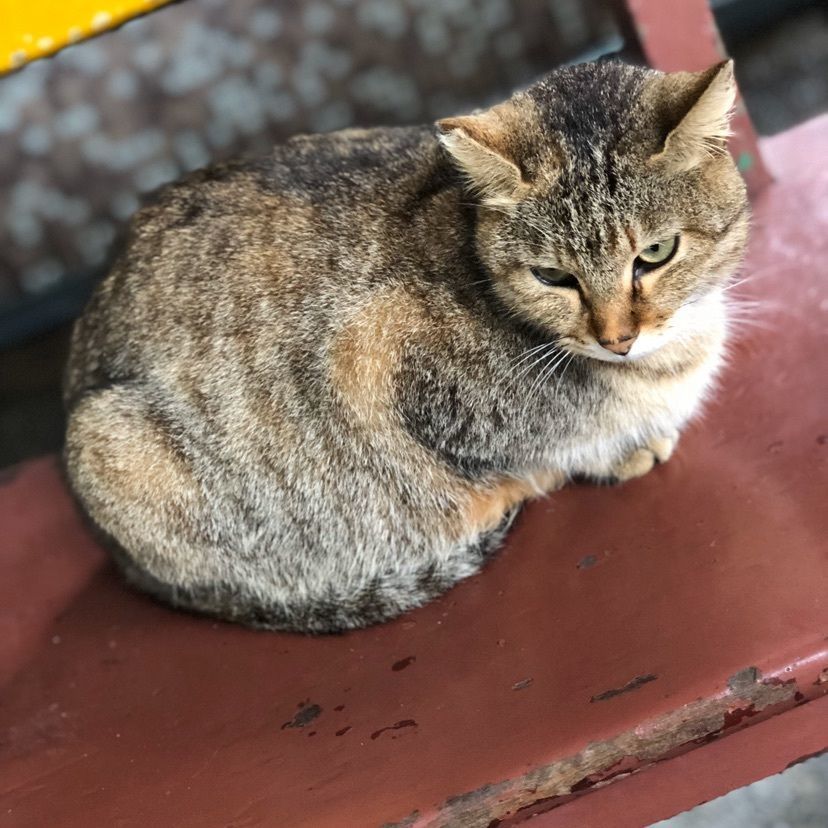 あやのんさんが投稿した猫村に関する口コミの画像