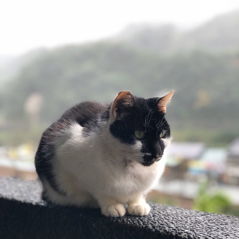 あやのんさんが投稿した猫村に関する口コミの画像