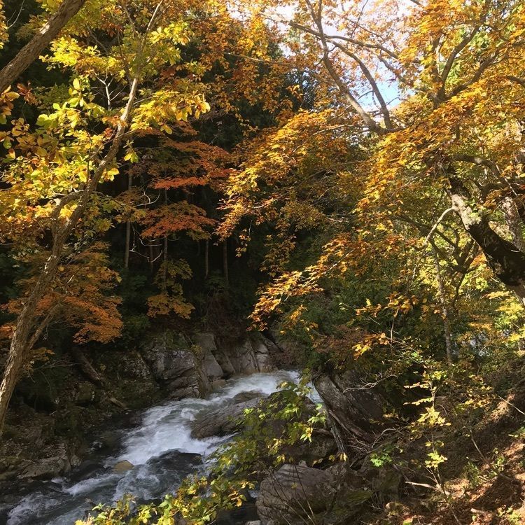 かよこさんが投稿した照葉狭に関する口コミの画像