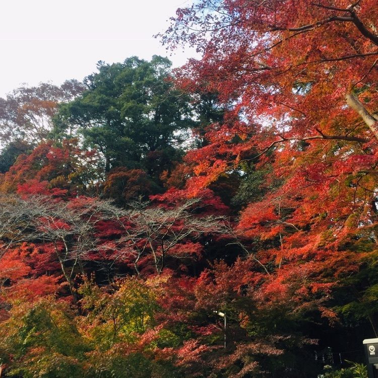 さーとし1018さんが投稿した高尾山に関する口コミの画像