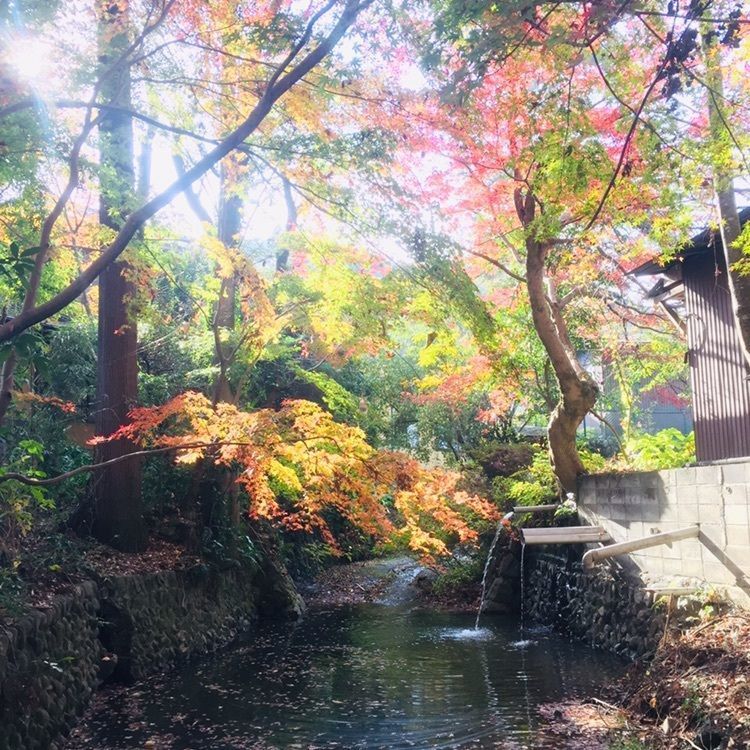 さーとし1018さんが投稿した高尾山に関する口コミの画像