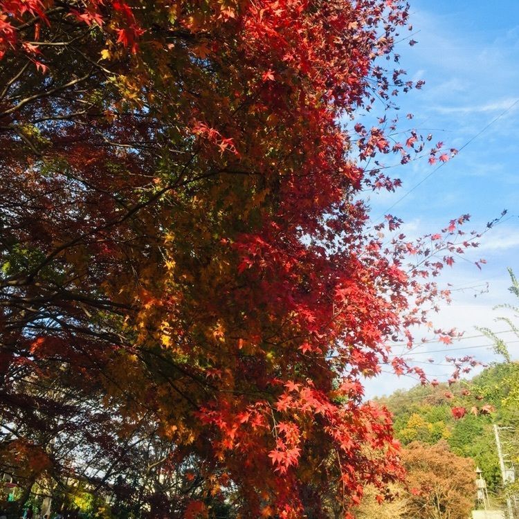 さーとし1018さんが投稿した高尾山に関する口コミの画像