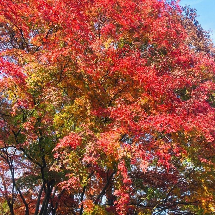 さーとし1018さんが投稿した高尾山に関する口コミの画像