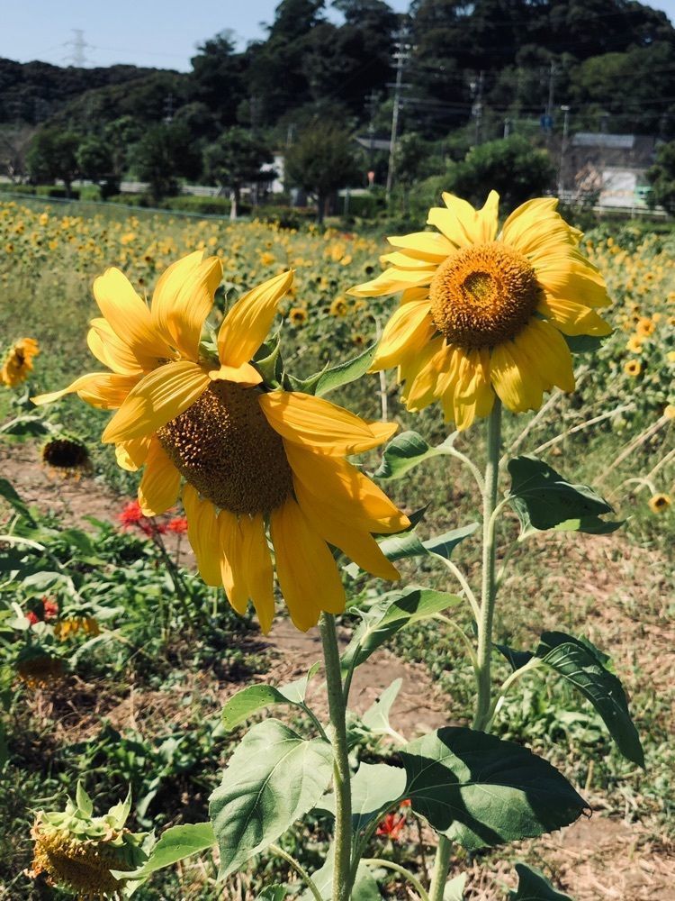 familiar_showtime_0dd6さんが投稿した前向公園に関する口コミの画像