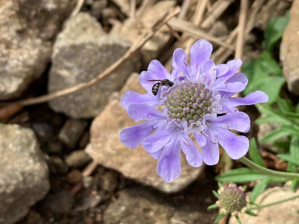 Howl Monさんが投稿した【現在崩落により通行禁止】金時山に関する口コミの画像