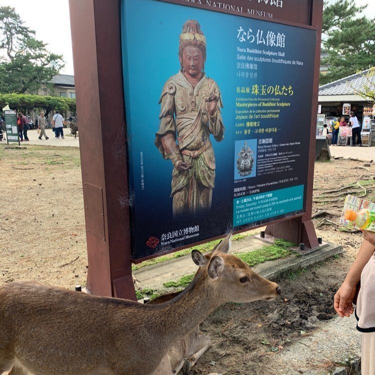 よしみんさんが投稿した奈良・猿沢池前　旅館 江泉に関する口コミの画像