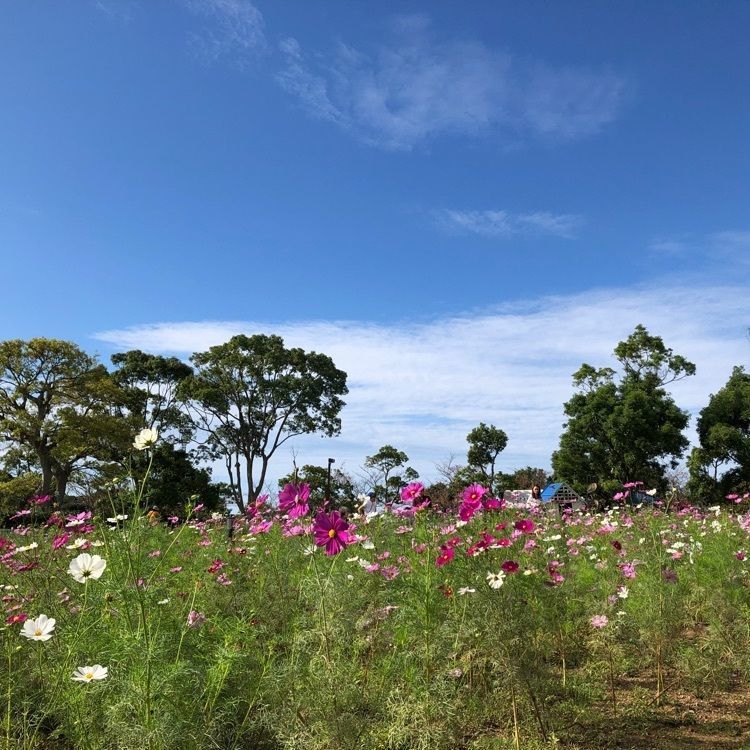 serenaさんが投稿した新庄総合公園に関する口コミの画像