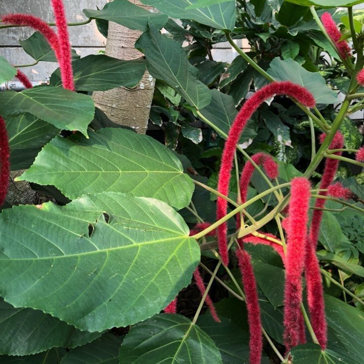 mimiさんが投稿したときわミュージアム熱帯植物園ヒスイカズラに関する口コミの画像