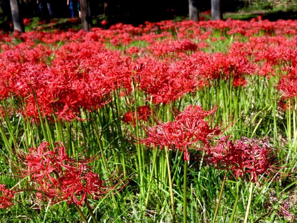 たつさんが投稿した彼岸花群生地に関する口コミの画像