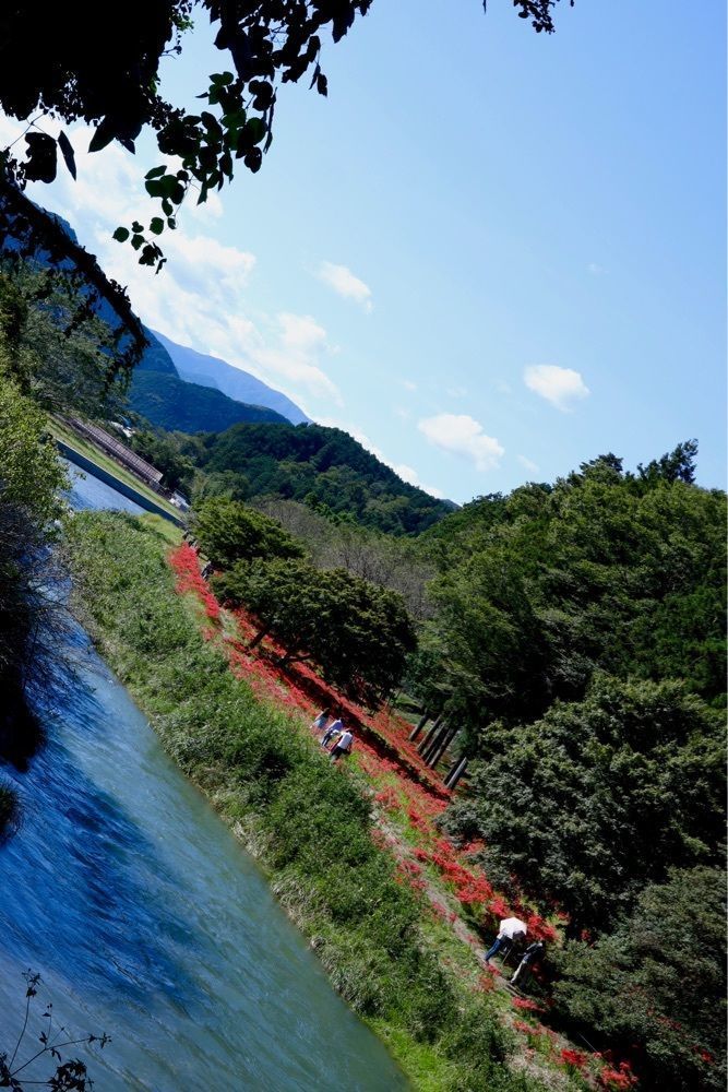 たつさんが投稿した彼岸花群生地に関する口コミの画像