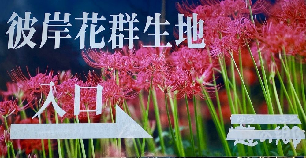 たつさんが投稿した彼岸花群生地に関する口コミの画像