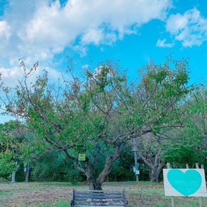 牛窓オリーブ園 7枚目