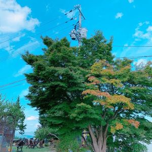 牛窓オリーブ園 6枚目