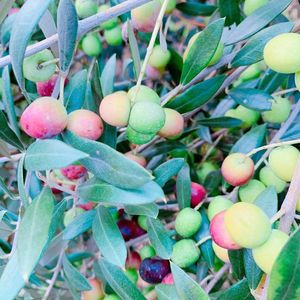 牛窓オリーブ園 5枚目