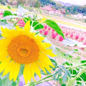 甘樫丘万葉展望台 3枚目